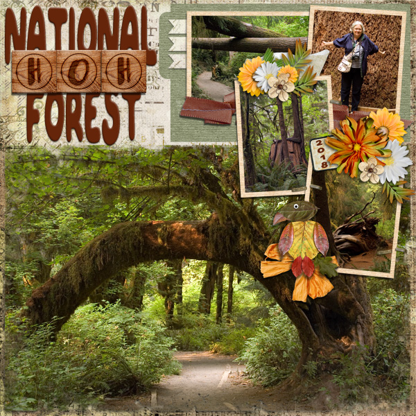 Hoh National Forest