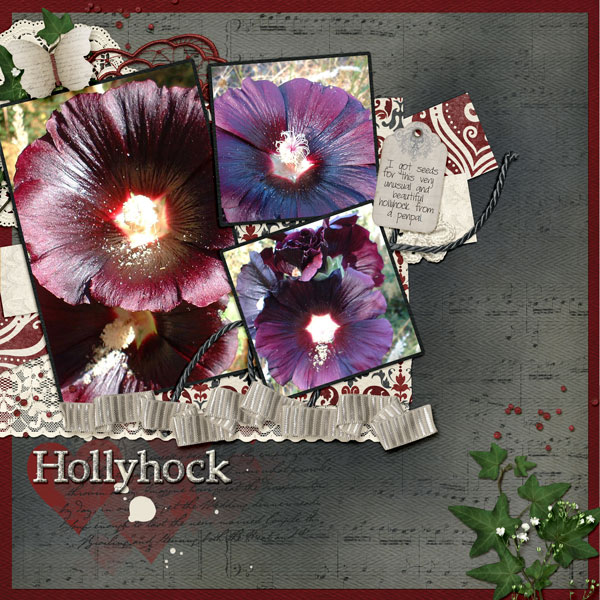 Hollyhocks
