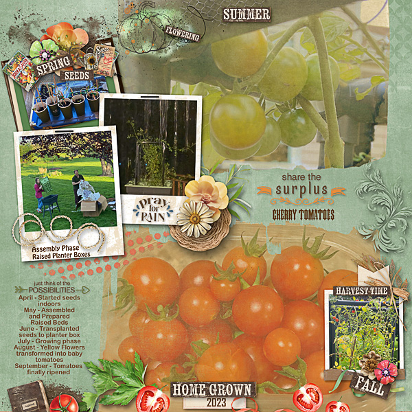 Home Grown Cherry Tomatoes