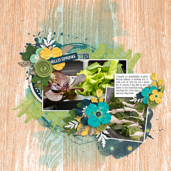 home-grown-lettuce
