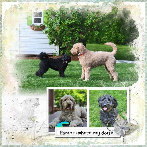 Home is Where my Dogs Are