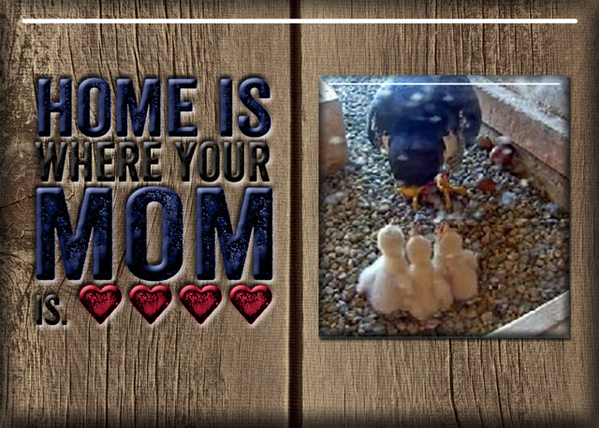 Home is Where Your Mom Is