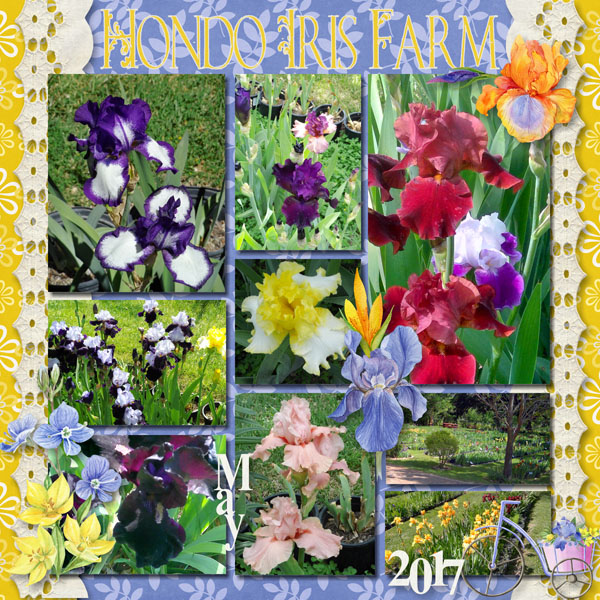 Hondo Iris Farm