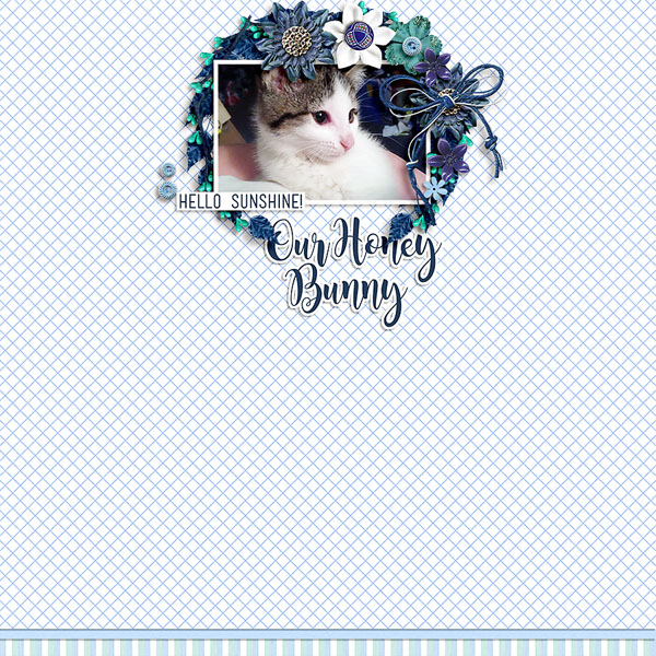 honey bunny