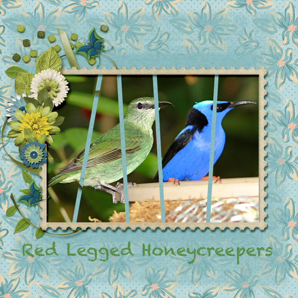 Honeycreepers
