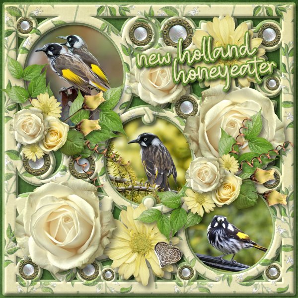 honeyeaters