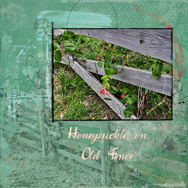 Honeysuckle on Old Fence