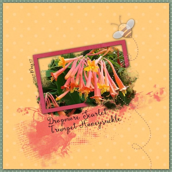Honeysuckle