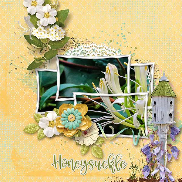 Honeysuckle