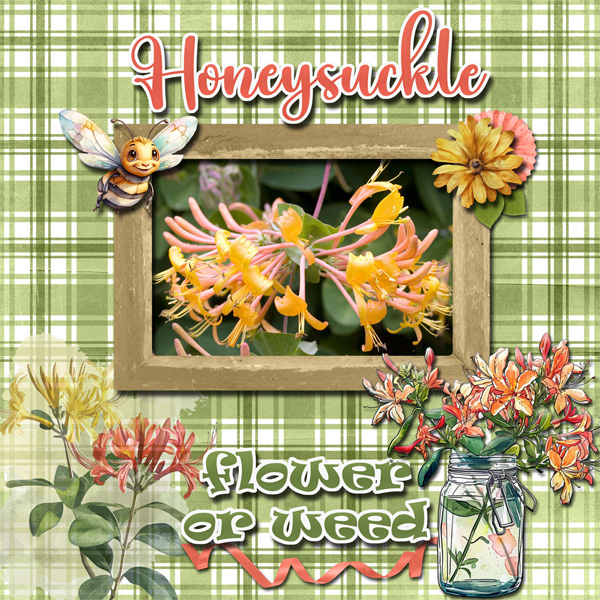 Honeysuckle