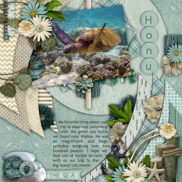 Honu - Green Sea Turtle