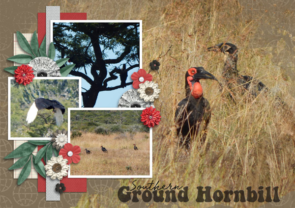 Hornbill