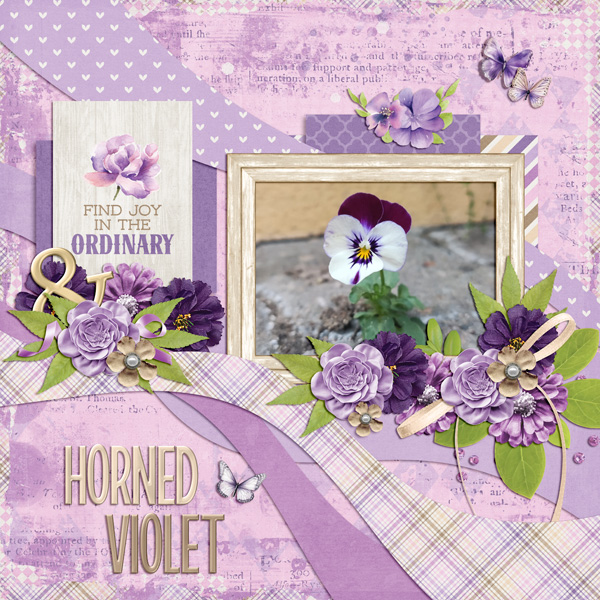 horned violet