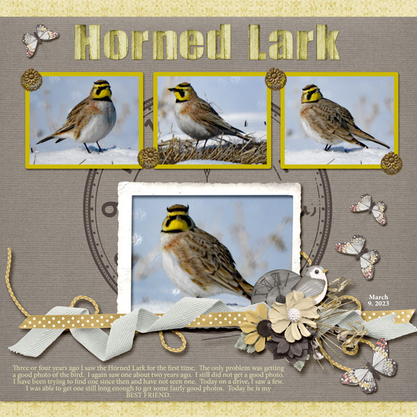 Horned_Lark_small