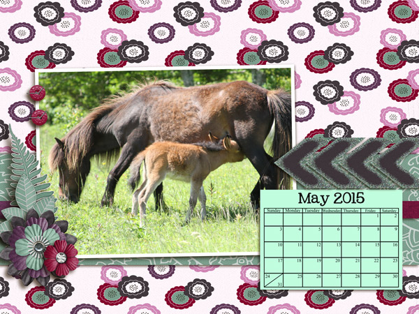 Horses
