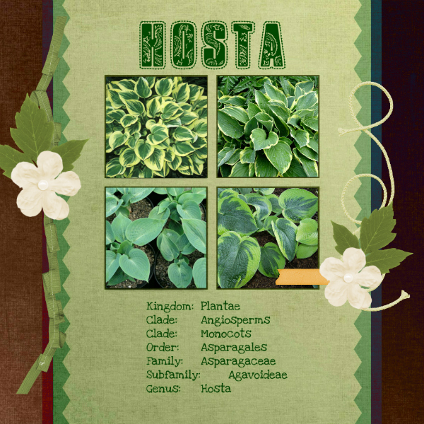Hostas