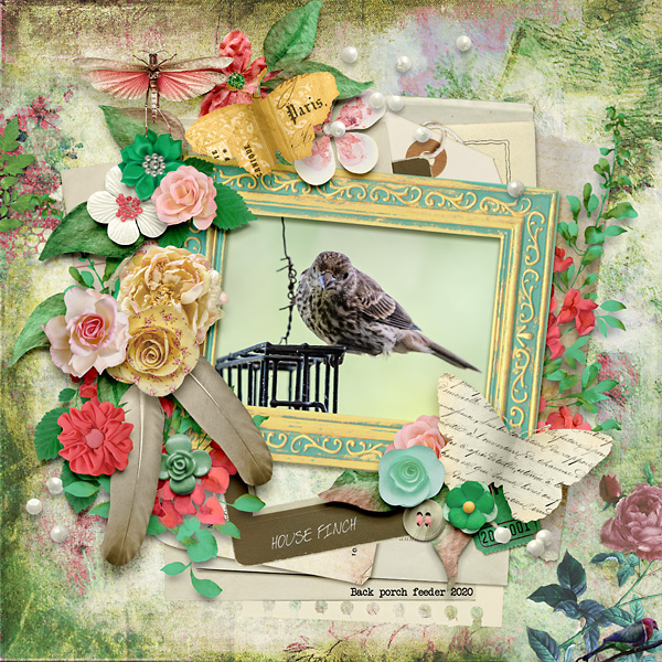 House Finch