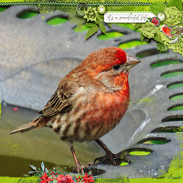 House Finch