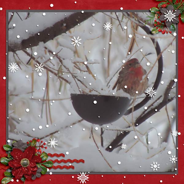 House Finch
