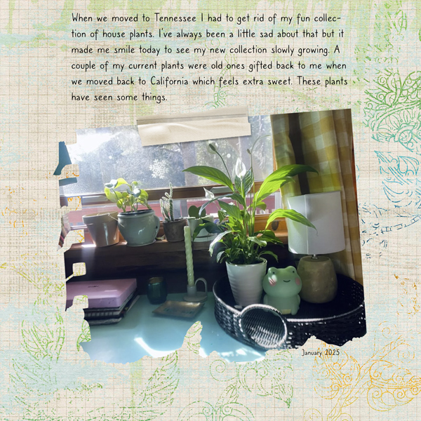 House Plants