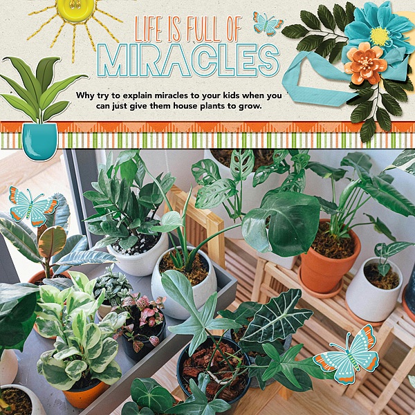 House Plants
