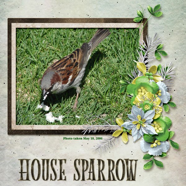 House Sparrow 2 small.jpg