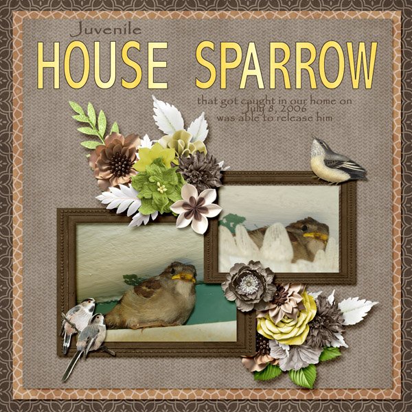 House Sparrow small.jpg