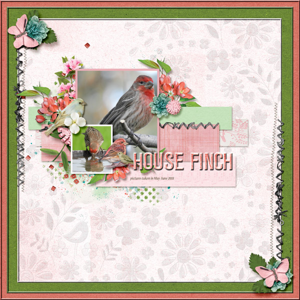 house_finch_small