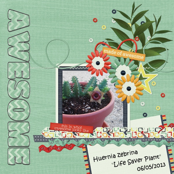 Huernia Zebrina