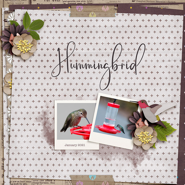 humingbird
