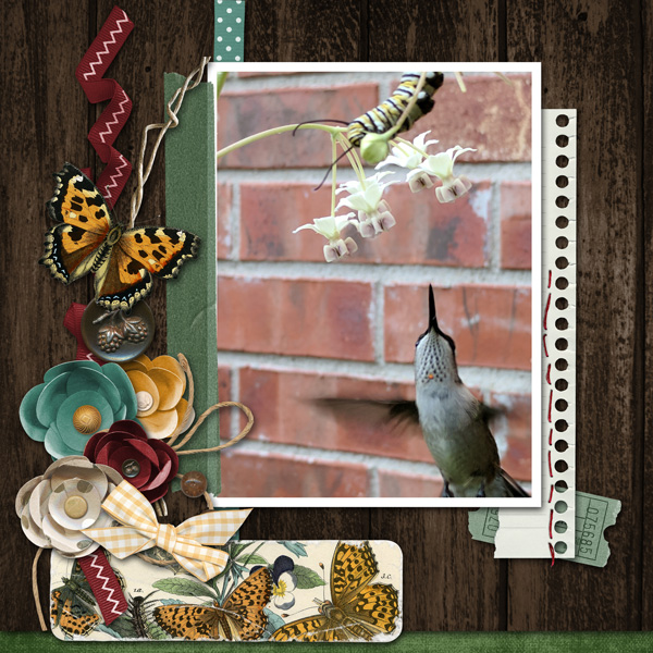 hummingbird and monarch caterpillar