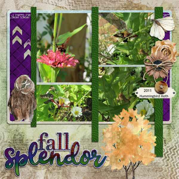 Hummingbird Moth WA 10