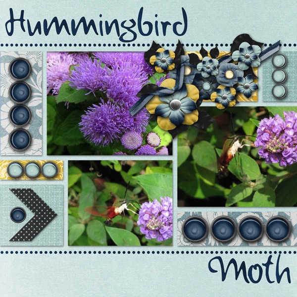 Hummingbird Moth
