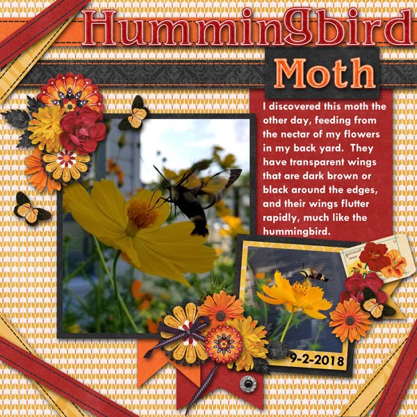 Hummingbird Moth