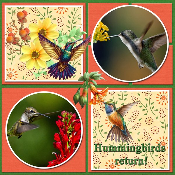 Hummingbird Returns