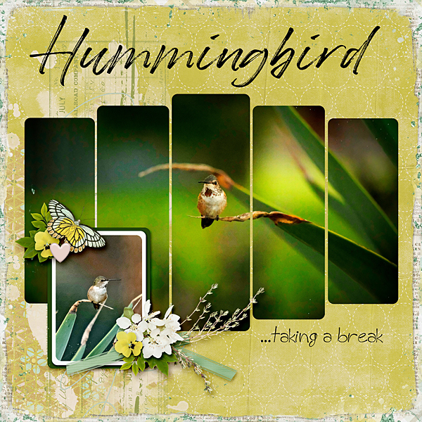 Hummingbird