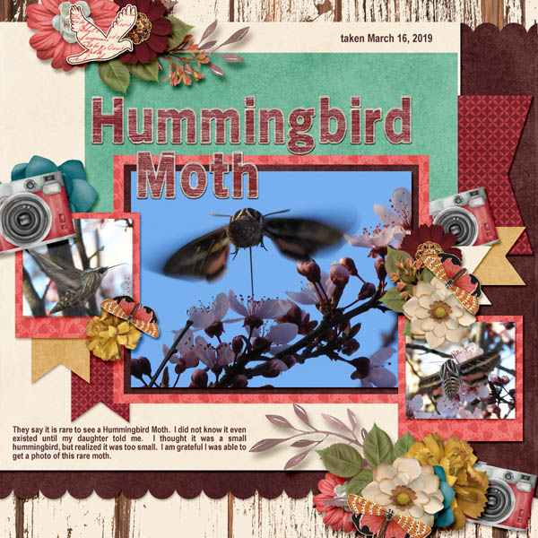 hummingbird_moth_small