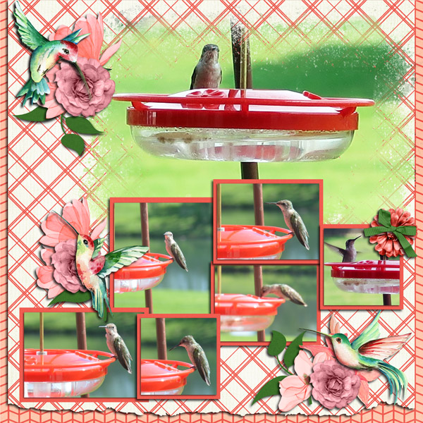 Hummingbirds in our Yard