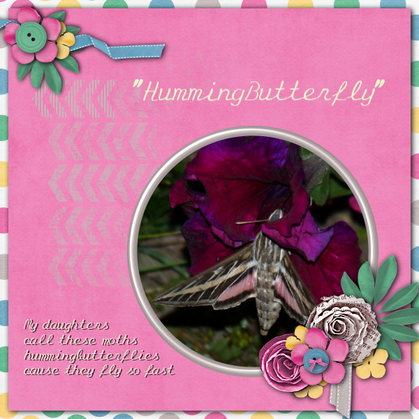 Hummingbutterfly