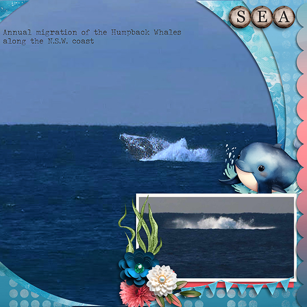 Humpback Whales