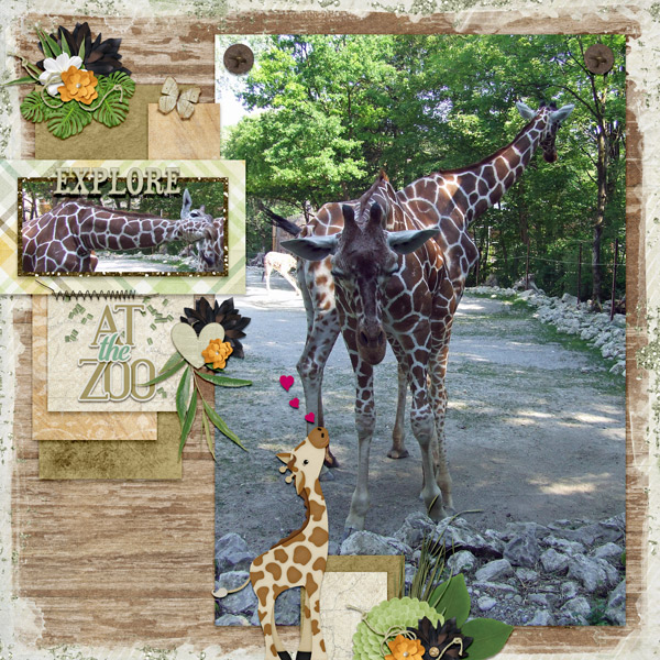 hungry giraffes