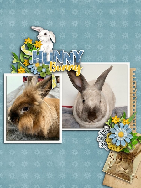 Hunny Bunny