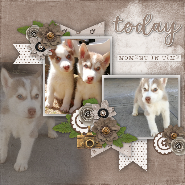 Husky puppies