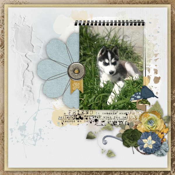 Husky puppy