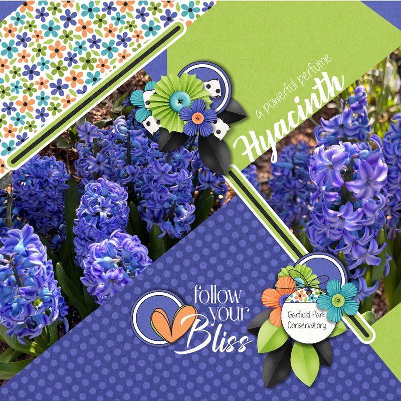 Hyacinth.jpg