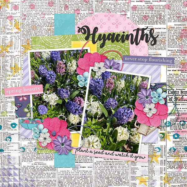 Hyacinths