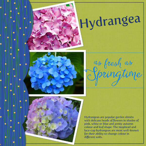Hydrangea - Springtime