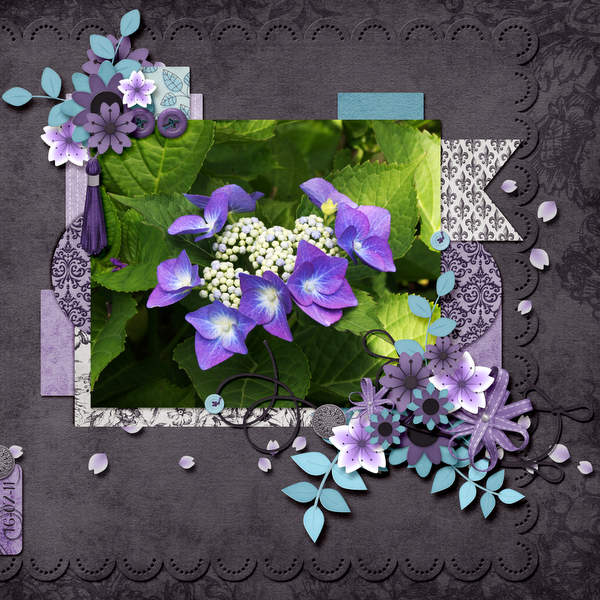 Hydrangea