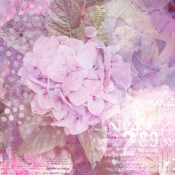 hydrangea