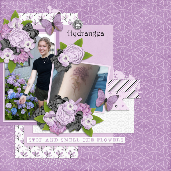 Hydrangea